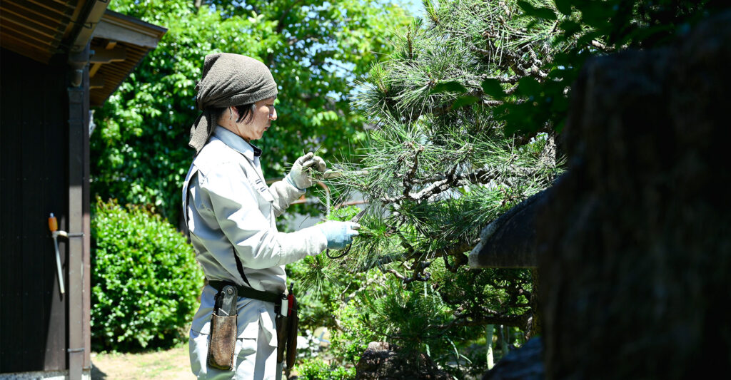 松の木の剪定をする代表