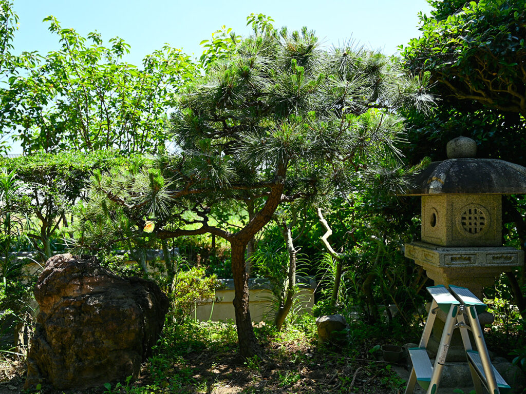 松の木の剪定前